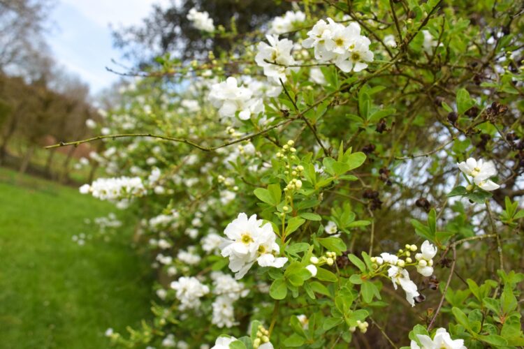 entretien espaces verts, pommeret paysages, massif fleurs au printemps