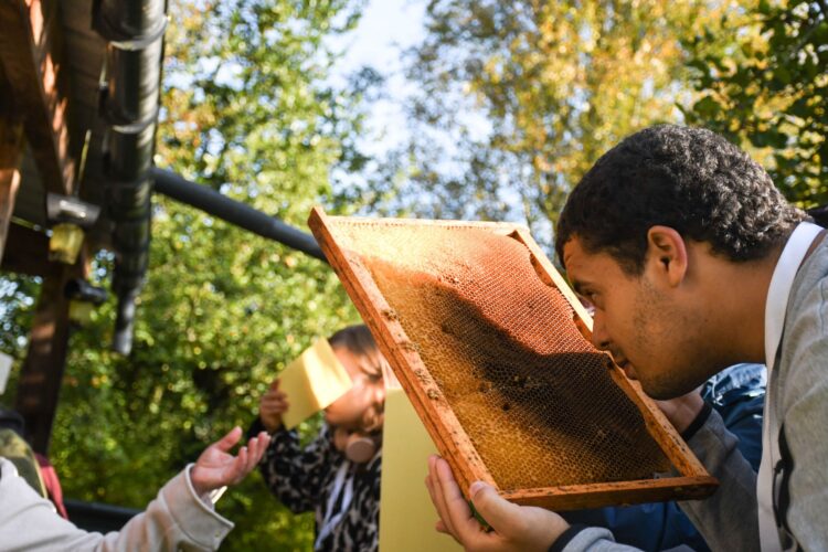 initiation apiculture