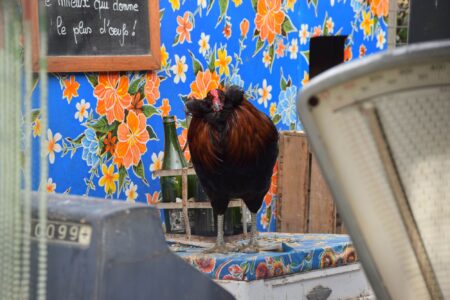 coq, poulailler, jardins de Brocéliande