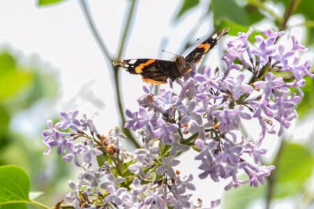 papillon, lilas, collection botanique