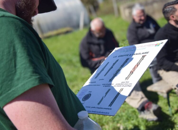 initiation à la greffe de fruitiers. formation Esat de transition APH le Pommeret