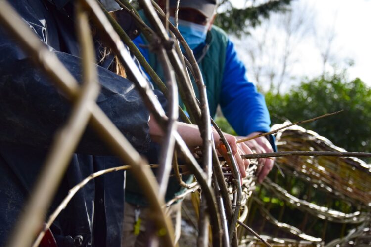 formation de tressage osier, espaces verts